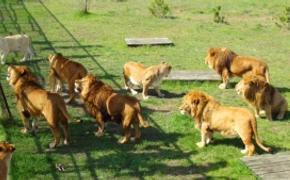 Опубликовано видео, как выпускали львов на открытии  сафари-парка «Тайган»