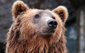 На Камчатке стартовал сезон медвежьих свадеб