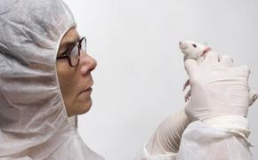 В ходе эксперимента ученым впервые удалось полностью уничтожить ВИЧ у грызунов