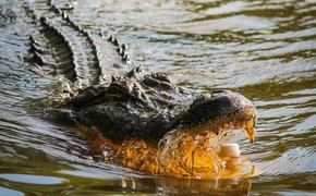 Во Флориде аллигатор напал на десятилетнюю девочку