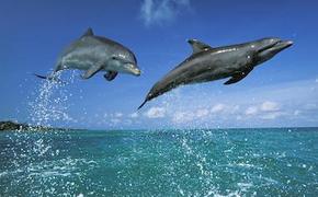 В районе Керченского полуострова гибнут дельфины