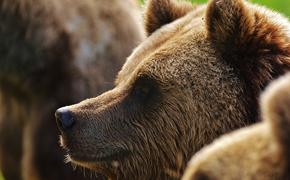 Медведя-попрошайку перевезут из Магадана в Хабаровск