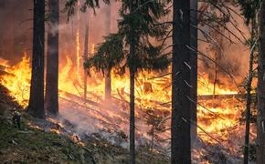 Число лесных пожаров в Бурятии снизилось в два раза