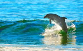 На Аршинцевский пляж в Керчи  выбросило мертвого дельфина