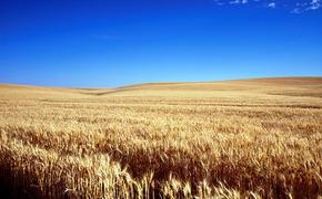 СМИ: Анкара ввела новые ограничения на импорт пшеницы из РФ