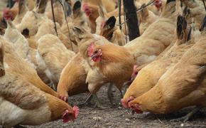 Очаг птичьего гриппа пытаются ликвидировать в Самарской области