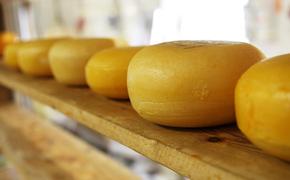 Сыр способен бороться с раком