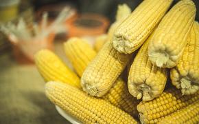 Выяснилось интересное свойство кукурузы: быстро выводит алкоголь из организма