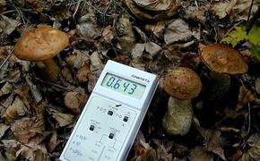 NASA использует для разработки антирадиационного крема "чернобыльские" грибы