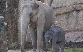 Московский зоопарк пополнился индийским слоненком
