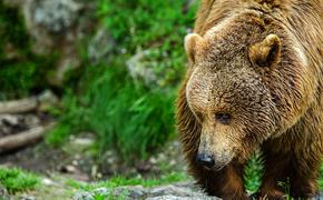 Медведь зашел к отдыхающим на пикник