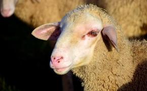 В ЮАР овца родила гуманоида (ФОТО)