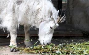 В Московском зоопарке у снежных коз появился детеныш