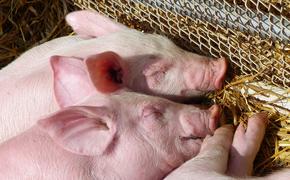 В Китае роботы клонировали тринадцать свиней