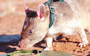Крысы-киборги   с «электронным носом»