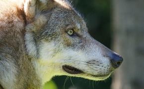 В барнаульском зоопарке волк напал на трехлетнего ребенка