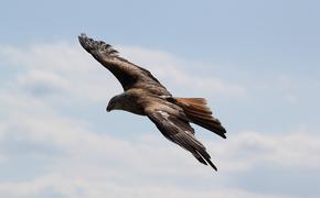 Редчайший орел-карлик обнаружен в Подмосковье
