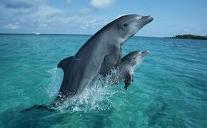 Крымские ведомства думают, как спасти гибнущих дельфинов