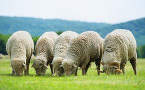 Россия начала экспортировать баранину в Иран. На очереди &ndash; Турция