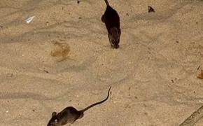 Пляжи Севастополя атаковали крысы