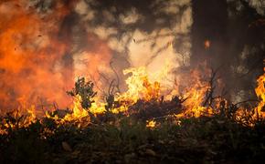 Около 14 тыс. гектаров леса сгорели за минувшие сутки на Дальнем Востоке