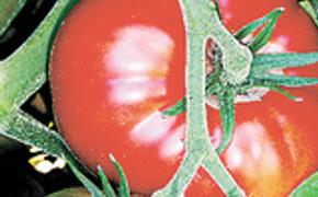 Ткачев пообещал: цены на овощи к августу - сентябрю понизятся