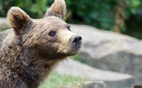 Пенсионер в Иркутске испугался медведя, а убил двоих людей
