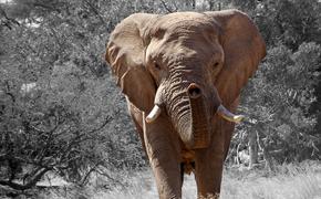 Слон вонзил бивень в грудь навязчивого туриста в Эфиопии
