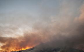 Пожар под Судаком убил гектары краснокнижной сосны