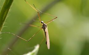 Пензенцев призывают опасаться комаров