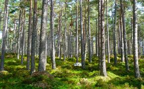 Российские власти пообещали заняться восстановлением леса