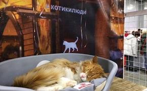 Котокафе откроют в "Аптекарском огороде"