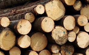 Минстрой предлагает возводить в России деревянные дома