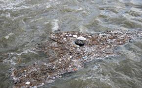 Вся рыба вымерла в петербургской реке из-за сильнейшего загрязнения