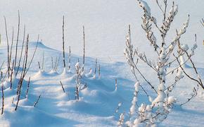 В Красноярском крае выпал снег