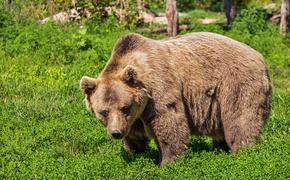 Медведь напал на детей на Таймыре