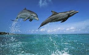 Керченский мост увеличил популяцию дельфинов