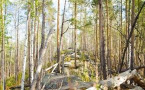 Жителям Курской области запретили ходить в лес