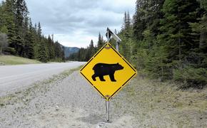В Колорадо при наезде на медведя погибли три человека
