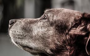 В Тверской области незаконно усыпили  205 бездомных собак
