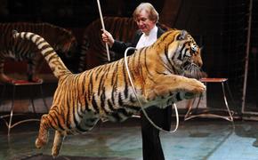 В челябинском цирке новая программа с тиграми Суматры