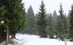 Гражданам России могут позволить самостоятельно рубить елки к Новому году