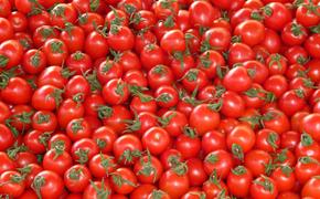 В правительстве назвали новую дату отмены ограничений на ввоз томатов из Турции