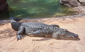 Видео, как крокодил погнался за охотниками