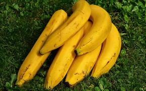 В ООН заявили, что  бананы скоро исчезнут навсегда