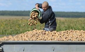 Сахалинская область завершает уборку овощных культур