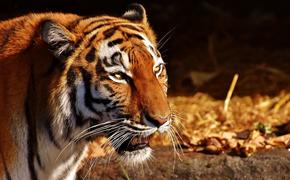 Тигр напал на сотрудницу зоопарка в Калининграде