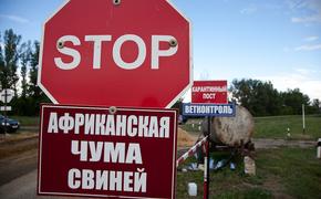 На Свердловскую область идет африканская свиная чума