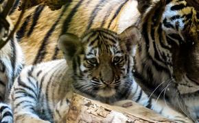 Сразу шесть детенышей амурского тигра родились в крымском сафари-парке