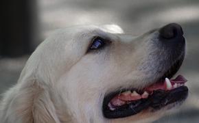 Ученые заявили, что собаки продлевают своим хозяевам жизнь